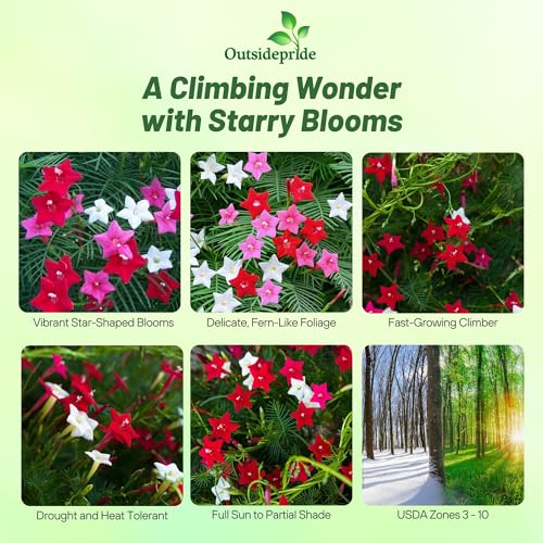 Outsidepride Mixed Cypress Vine Seeds - 100 Pcs Annual Flower Seeds with Nectar-Rich, Star-Shaped Flowers & Feathery, Fern-Like Leaves for Fences, Trellises, Pergolas & Vertical Gardens - Thumbnail 2