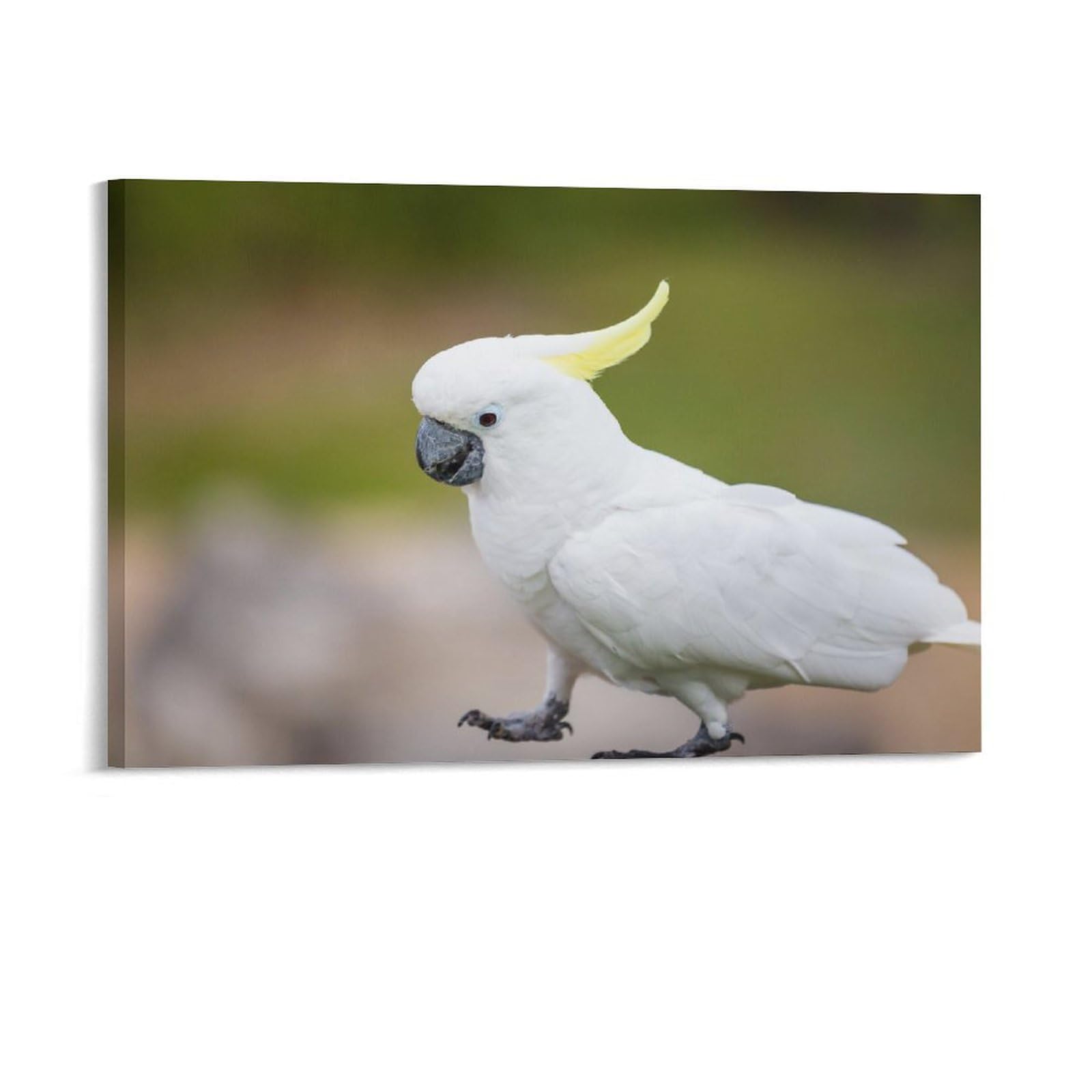 GenericWhite Parrot Cacatoe Room Aesthetics Posters Canvas Posters Bedroom Decoration Sports Office Decoration Gifts Wall Art Decoration Printing Posters 08x12inch(20x30cm)