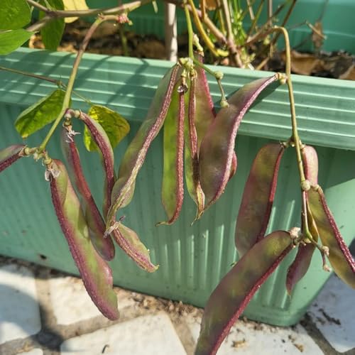 semillas de frijol casco, para bancales elevados Compre de invierno orgánicas 40pcs