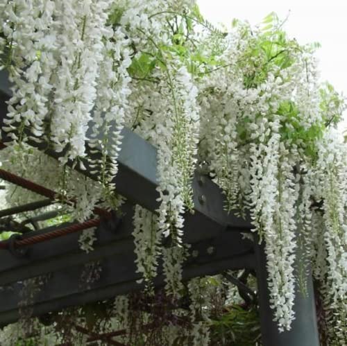 CHUXAY GARDEN 5 Seeds White Wisteria Seed,Wisteria Sinensis Privacy Screen Tree Perennial Climbing Vine Excellent Addition to Garden
