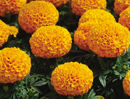OMAXE Marigold Orange Dwarf Double Variety !!Sold by RAUNAK SEEDS, Delhi !! !!AVG 30-50 Seeds!! X 2 Packets Seeds Combo