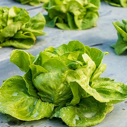 Semi di lattuga, semi di lattuga da foglia, invernali aromatiche da giardino giardino aromatiche per luoghi soleggiati balcone serra 800pcs
