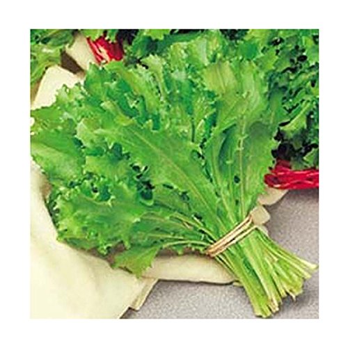 INDIVIA ROMANESCA RICCIA DA TAGLIO NR.1000 SEMI