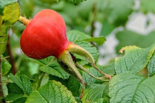 Kartoffelrose Apfelrose Rosa Rugosa, ca. 60 cm im 3 Liter Topf