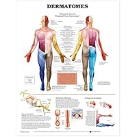 Anatomical Chart Dermatomes