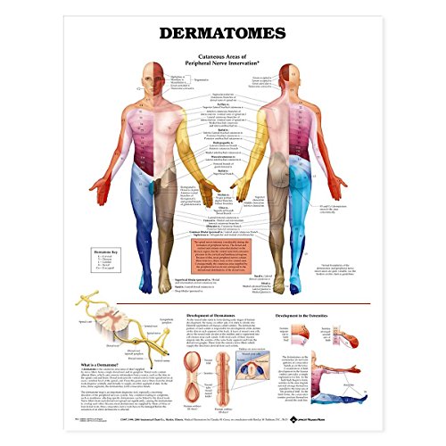 Affiche dermatomes anatomie humaine 50x70cm avec repères nerveux précis pour cabinet médical