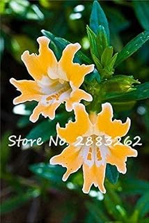 5 stücke pro packung: Bonsai Samen Immergrüne Mehrjährige Blumensamen Pachira Clivia Mint Green Dill Chlorophytum Blumensamen: Only Seeds