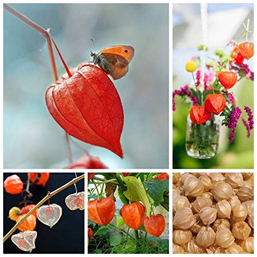 Pinkdose 20 PZ Frutta a ribes rosso da frutto Pan-americana Uva spina Lanterna Frutta Physalis Paesaggio Giardino domestico Per vaso di fiori Fioriere: misto