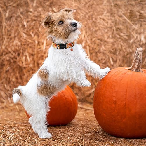 ARING PET Halloween Hundehalsband, Niedlich Kürbis Hundehalsband mit Schnellverschluss aus Kunststoffschnalle, Bequemes Orange Baumwoll Halsband für Jungen und Mädchen Hunde
