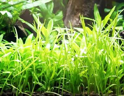 Micro Sword Lilaeopsis Novaezelandiae Narrow Leaf Potted Freshwater Live Aquarium Plants Fish Tank Decorations Greenpro #TOP2