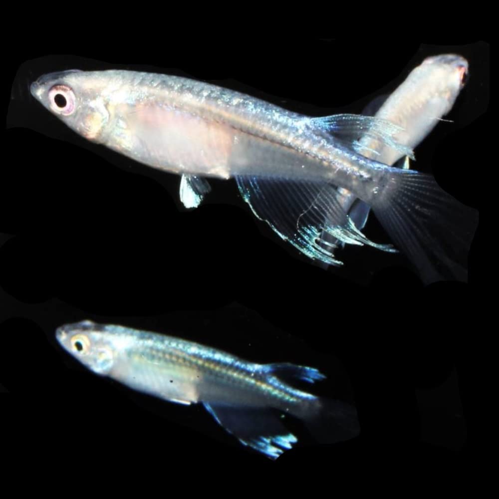 農家メダカ Amazon | 本場広島産 プラチナ星河リアルロングフィン メダカの卵 30