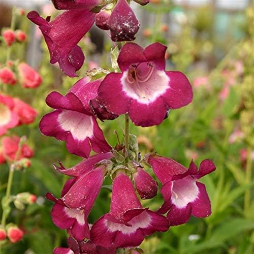 Miniatura 9 de Semillas Penstemon Hartwegii (Hartweg's Beardtongue) Mezcla Flores Perennes No OGM