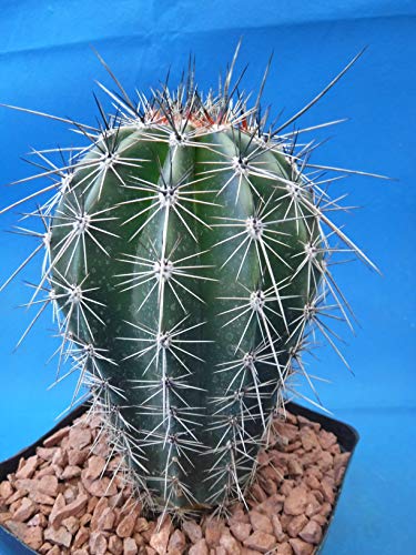 Tucson Tools Goognice Saguaro Cactus 5" To 10" Tall 8 To 10 Years Old (Shipped Bare Root!) #TOP4