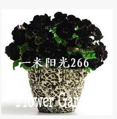 24 tipi appesi semi della petunia, giardino Petunia, Petunia Semi, colore misto - 100 semi/lotto, 4 OIMVY8