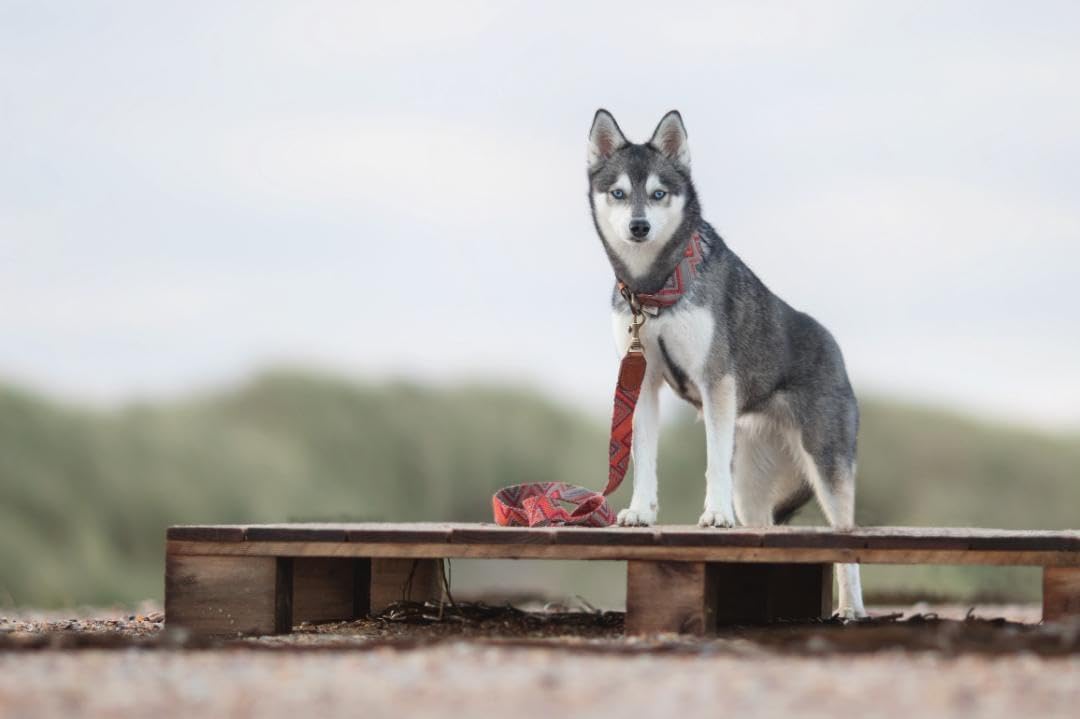 スペイン製 高級犬用首輪 M とリード（最大2m Peruvian Pikes