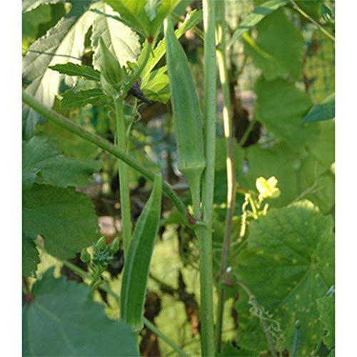 Okra Seeds of India - Nirmal - an Early and a Prolific Bearer1 (25 - Seeds)