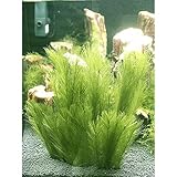 ➤ Satz von drei. Dekorieren Sie diese Blätter rund um Ihren Fischtank für ein lebendiges Aussehen. Sie können diese in jede Art von Substrat pflanzen.