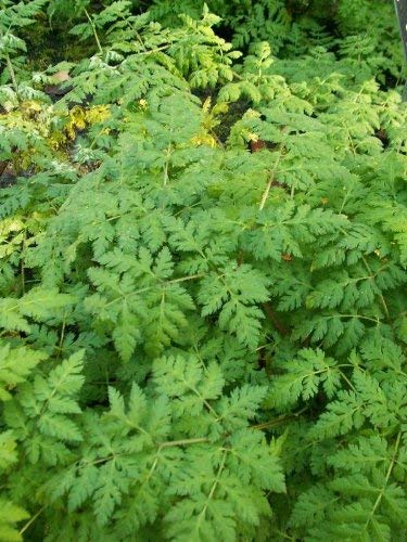 20 SWEET CICELY Myrrhis Odorata Herb Flower Seeds - Image 2