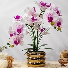 Gold Vase, White Purple