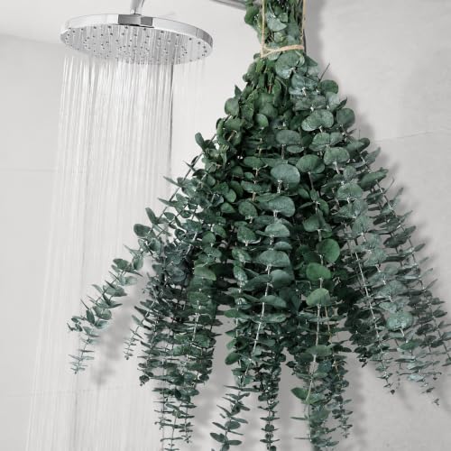 12 Pcs Dried Eucalyptus Stems, 17" Preserved Eucalyptus for Shower Hanging