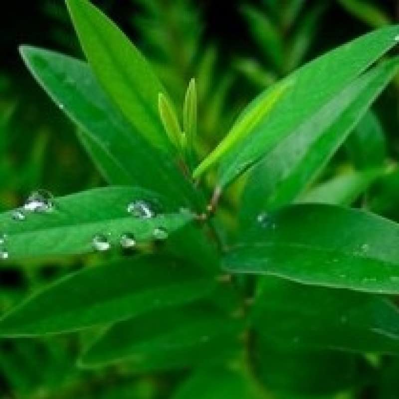 See full amazon price history chart for Mphmi Live Plant Nursery NCR Nurseryplant Sandal Wood Chandan White - Plant Mphmi Live Plant Nursery NCR Nurseryplant Sandal Wood Chandan White - Plant (B0C2PWC99V) Amazon Price History, Amazon Price Tracker
