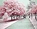 Produktbild CaptainCrafts New Malen nach Zahlen 16x20 für Erwachsene, K0inder Leinwand - Kyoto Sakura Frühling, Romantische Straße (Frameless)