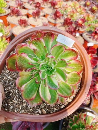 観葉植物 アエオニウム」の人気商品一覧 | 安い商品を通販サイトから