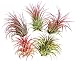 5 Large Air Plants Tillandsia Ionantha Variety - Live Tropical House Plants for Home Decor, DIY Terrariums