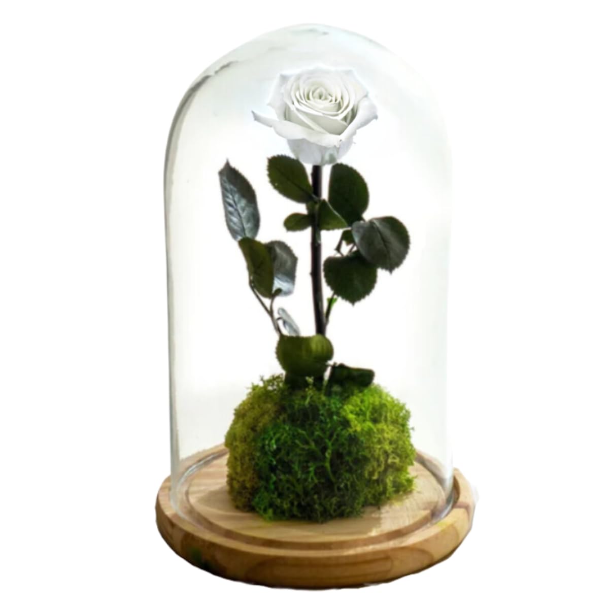 Rosa Eterna en cúpula | Rosa Preservada Inmortal | Ideal para Decoración Hogar | Medidas, 14 cm x 25 cm (Blanco)