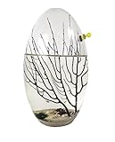 Glass Self Sustaining Shrimp Ecosphere Large Oval 9.25 inches