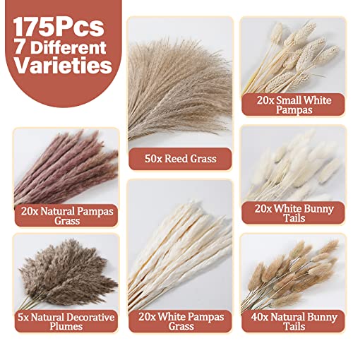 175Pcs Dried Pampas Grass Decor - Monkle White Pampas Grass Small Pompas Brown Bunny Tails Reed Grass Natural Decorative Plumes, Fluffy Stem Bouquet For Boho Home Wedding Decorations #TOP2
