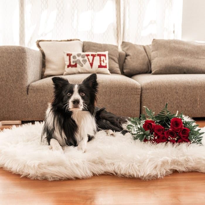 Miniatura 10 de PupRug by Paw.com - Cama ortopédica de piel sintética para perro, color blanco polar curvo (60 pulgadas de largo x 35 pulgadas de ancho)