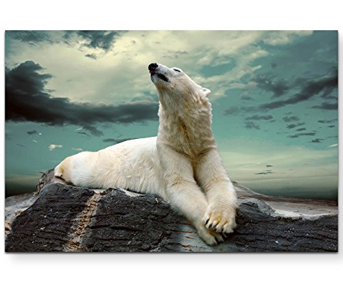 Paul Sinus Art Leinwandbilder | Bilder Leinwand 120x80cm liegender Eisbär auf Felsen Paul Sinus Art Leinwandbilder | Bilder Leinwand 120x80cm liegender Eisbär auf Felsen