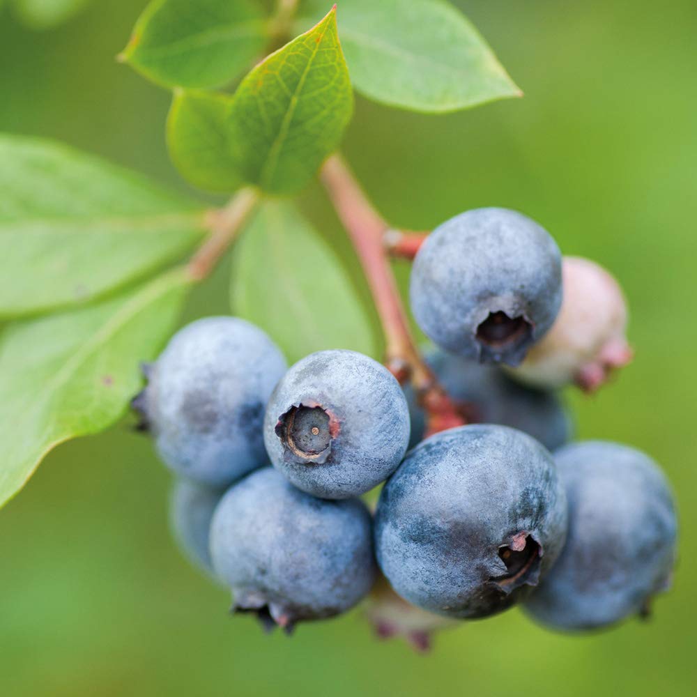 Blueberry Fruit Bush 'Duke' Outdoor Plant for Patios or Kitchen Gardens Producing Summer Berries & Colorful Seasonal Foliage (1 x 3 Liter Pot, Blueberry 'Duke')