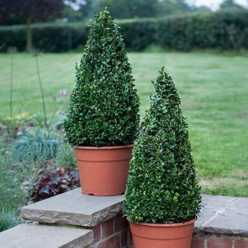 Buxus Sempervivum Pyramid - Evergreen Shrub for Hedges, Borders, and Topiary - Low Maintenance & Versatile - Classic Garden Addition - 2X 21cm Potted Plant by Thompson & Morgan