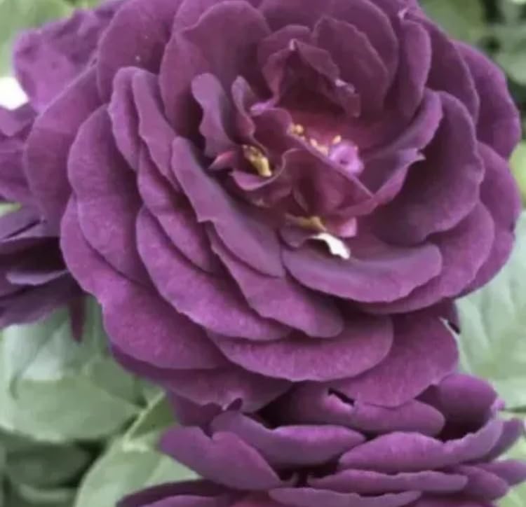 EBB Tide-Fragrant-Plum Purple-Floribunda Garden Bush Rose Plant in a 3 Litre Pot