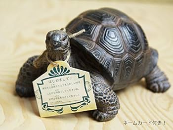 Amazon.co.jp: リアル リクガメ カメ 亀 貯金箱 オブジェ 置物