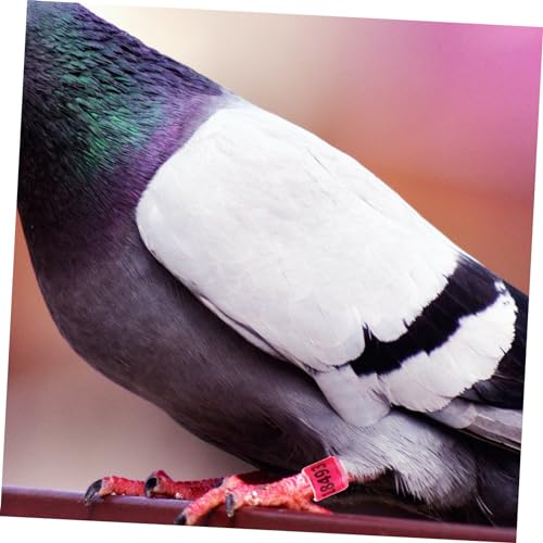 GANAZONO 100 Peças Tornozeleira De Pombo Onde Anéis Acessórios De Pássaros Faixas De Perna De Aves F