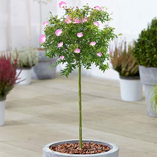Calliandra Dixie Pink Tree | Powder Puff Potted Trees for Small Gardens & Patios | Straight Lollipop Standard Stem (70-80cm (Incl. Pot))