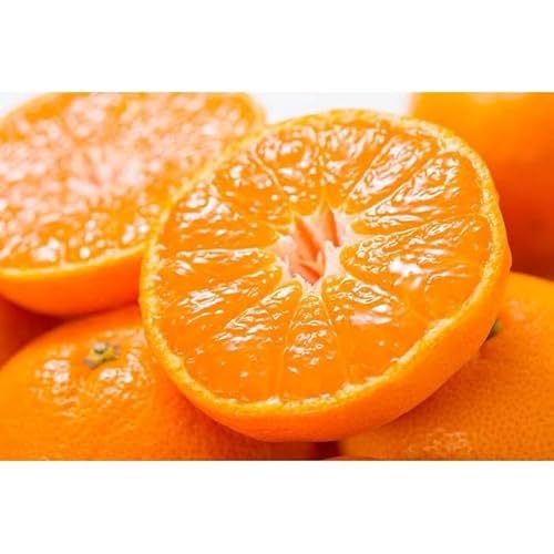 [先行予約]有田みかん 秀品 5kg[サイズおまかせ]/紀伊国屋文左衛門本舗