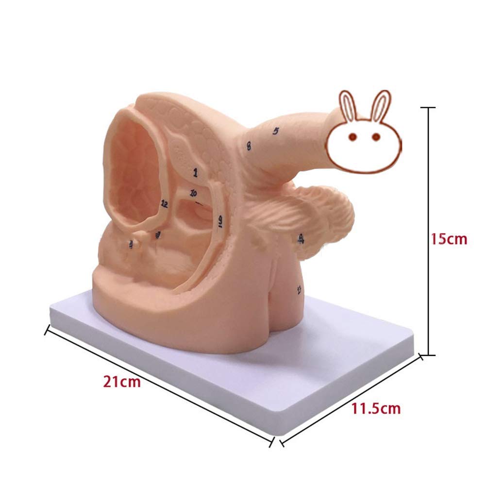 Homme Interne et Externe genitalia et cathétérisme modèle cathétérisme 21 * 11.5 * 15cm
