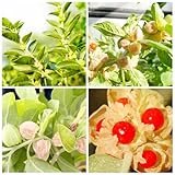 100+ Seed Ashwagandha Seeds for Planting Outdoor -Plant & Grow Heirloom Medicinal Herb Non-GMO in Your Home Garden