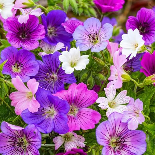 FLORIUM Geranien Stauden Super Kollektion (10 Pflanzen/Wurzeln) Winterharte mischung von 5 Sorten große Mehrjährig Hybriden aus Holland für Garten Blumenbeete (kein Samen nicht künstlich zwiebeln)