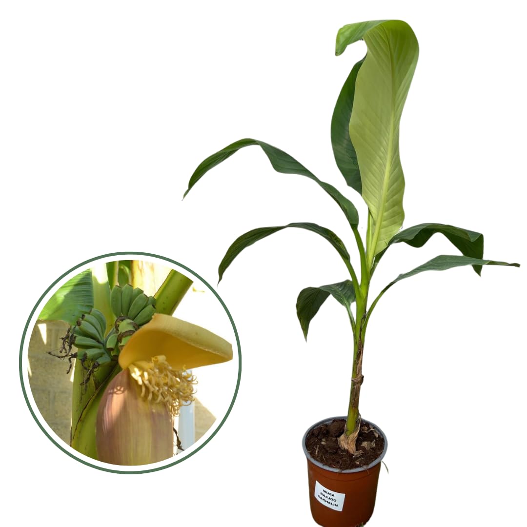 MUSA Basjoo Sakhalin (M. japonica) Banano giapponese, Pianta reale, Albero da banane, Pianta da frutto, Banano vero, Banano rustico, Fiori bianchi, Banane non commestibili