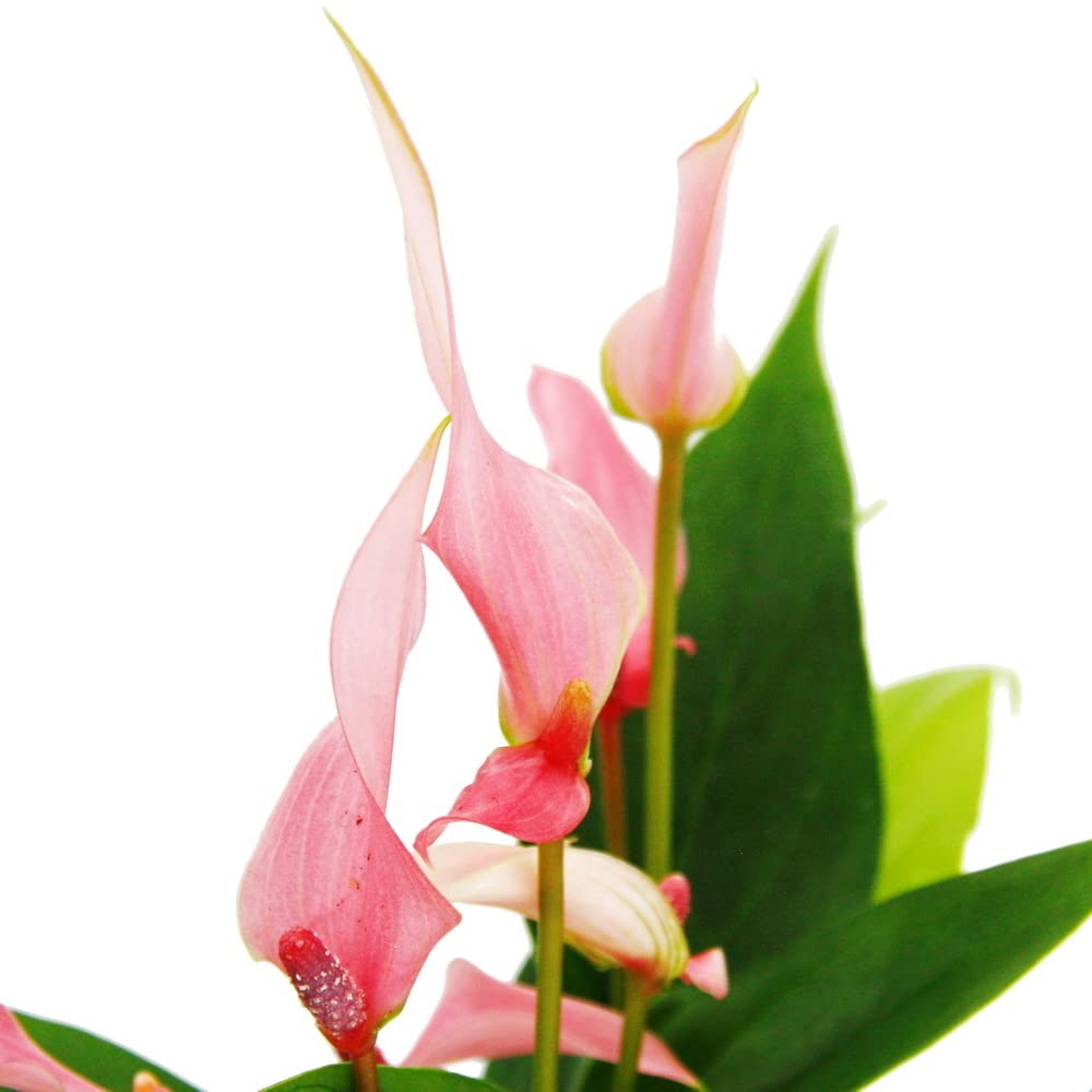 Small Flamingo Flower Anthurium andreanum Baby Anthurium Mini Plant 7cm  Small Flower Pot Pink Flower Lilli : Amazon.com.be: Garden