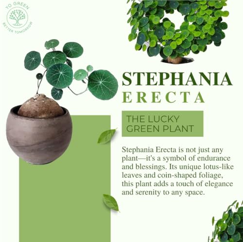 Image of Yo Green Lucky Stephania Erecta Plant (Coin Leaf) for Living Room and Outdoor - Healthy Indoor Feng Shui Plant, Low Maintenance, Air Purifying, Home Decor (Stephania Erecta Bulb)