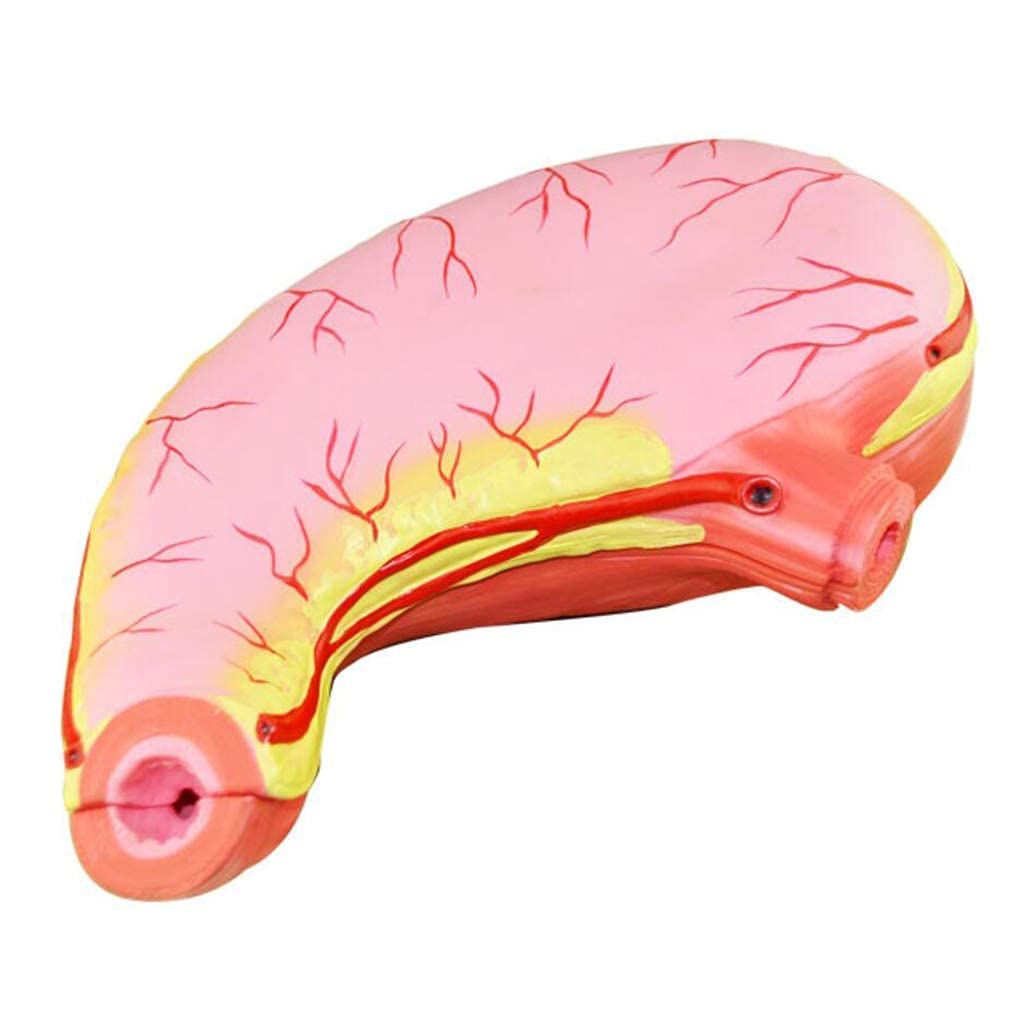 Model anatomiczny żołądka-model anatomiczny narządów ludzkich 1:1, materiał PVC naukowa anatomia człowieka-do wyświetlania badań biologicznych, medyczna pomoc edukacyjna