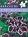 Geraniums and Pelargoniums
