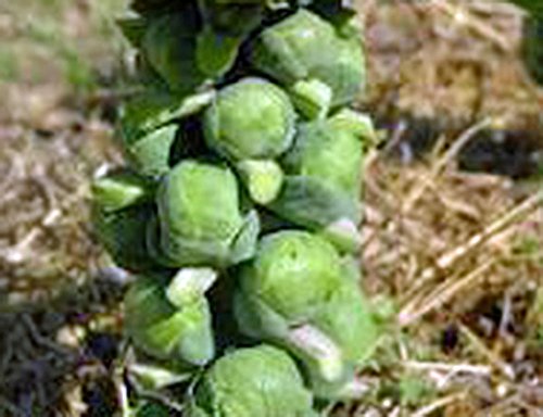 Brussel Sprouts Seed, Churchill, Heirloom, Non Gmo, 25+ Seeds, Early Sprouting, Country Creek Acres #TOP2