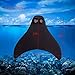BE FINE Mermaid Tail with Monofin for Swimming,Mermaid Fins for Kids and Adults (Black)
